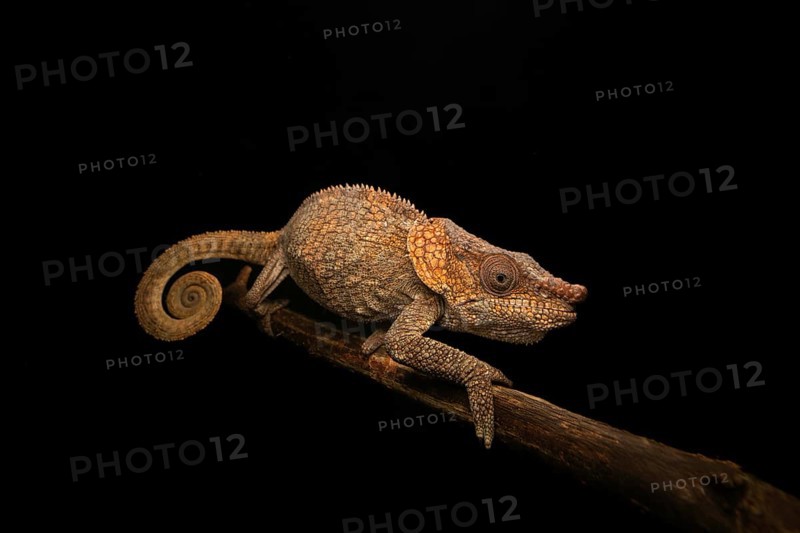 Short-horned chameleon (Callumma brevicornis) in the rainforests of eastern Madagascar