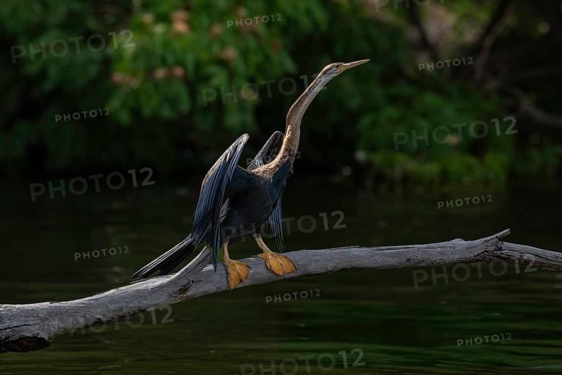 African Darter (Anhinga rufa) at a lake in the west of Madagascar