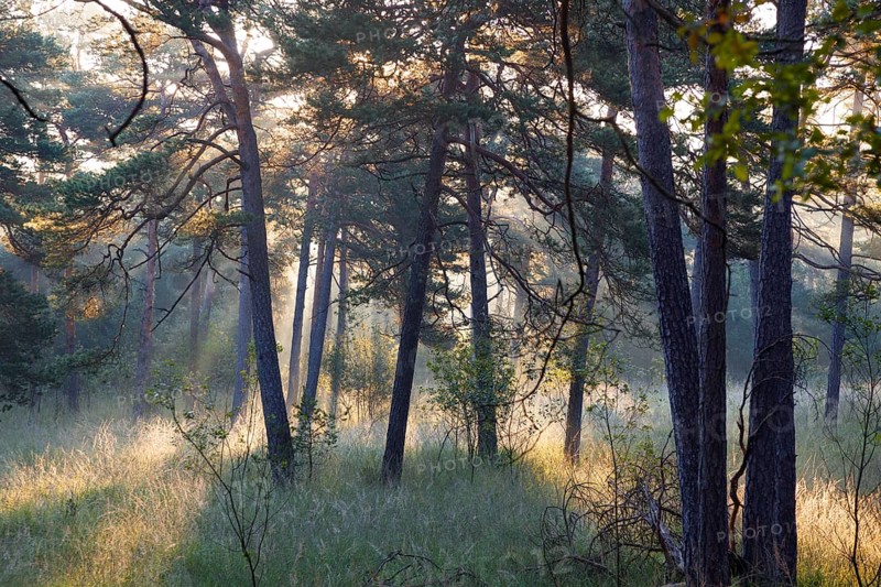 Morning atmosphere in a pine forest, Scots pine (Pinus sylvestris), Pupplinger Au, Isar floodplains, Upper Bavaria, Germany