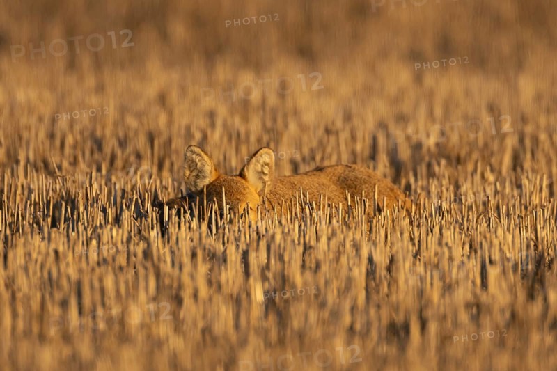 Chinese water deer (Hydropotes inermis) adult animal resting in a farm stubble field, England, United Kingdom