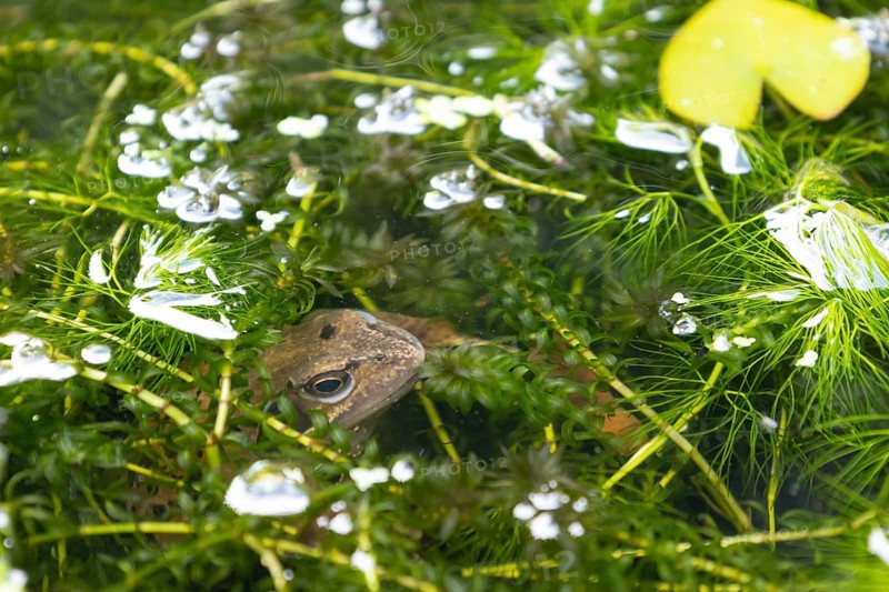 Common frog (Rana temporaria) adult amphibian on the water surface of a garden pond amongst pond weed in summer, England, United Kingdom