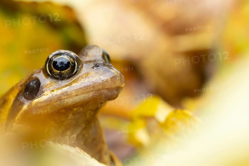 Common frog (Rana temporaria) adult amphibian in a garden amongst fallen autumn leaves, England, United Kingdom