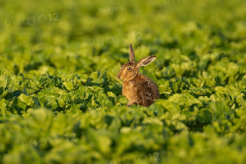 European brown hare (Lepus europaeus) adult animal in a arable farm sugar beet crop field in summer, England, United Kingdom