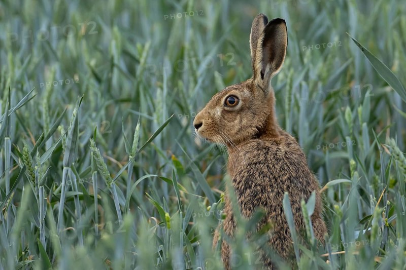 European brown hare (Lepus europaeus) adult animal in a farmland wheat crop field in summer, England, United Kingdom