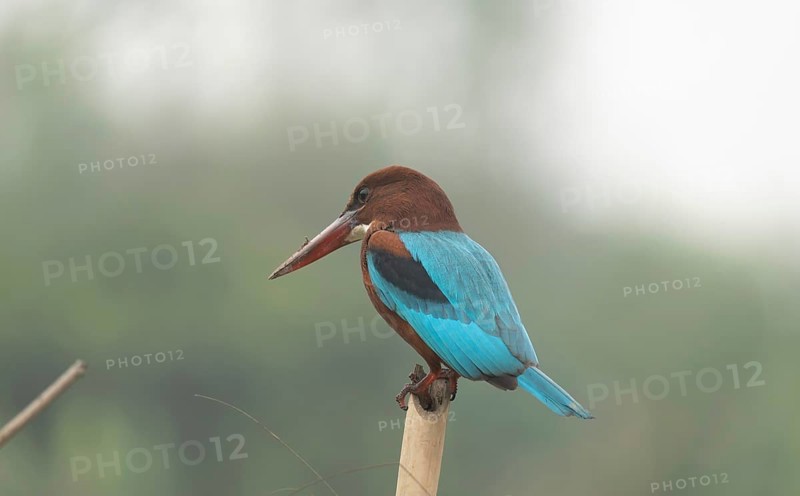 A white-throated kingfisher (Halcyon smyrnensis), Sreepur, Gazipur, Bangladesh