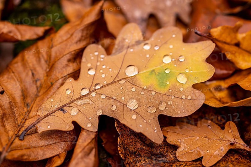 Close-up of the leaf of an oak (Quercus) in autumnal brown colouring on the ground of a forest, wetted with water droplets glistening in the light, Germany