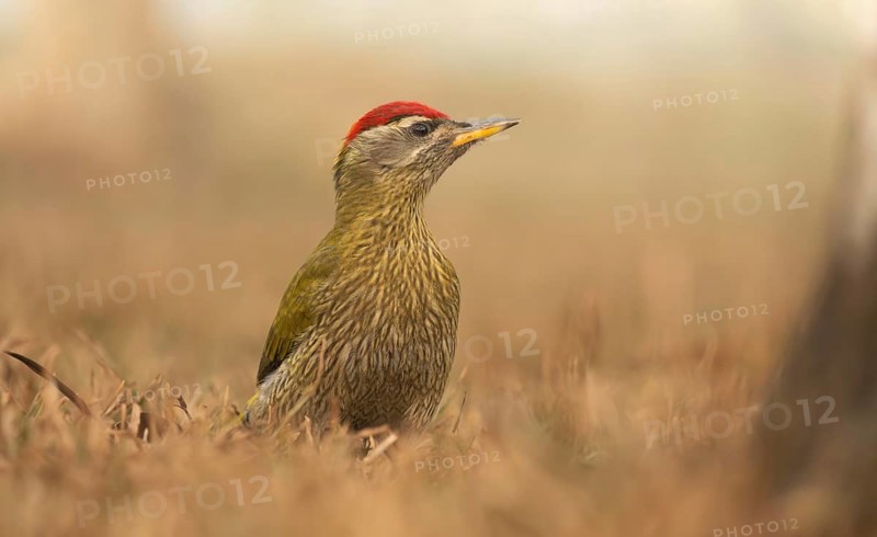 A male Streak-throated Woodpecker (Picus xanthopygaeus) is standing on the grass. Sreepur, Gazipur, Bangladesh