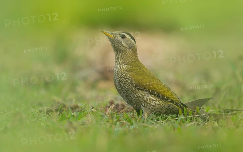 A Female Streak-throated Woodpecker (Picus xanthopygaeus) is standing on the grass. Sreepur, Gazipur, Bangladesh