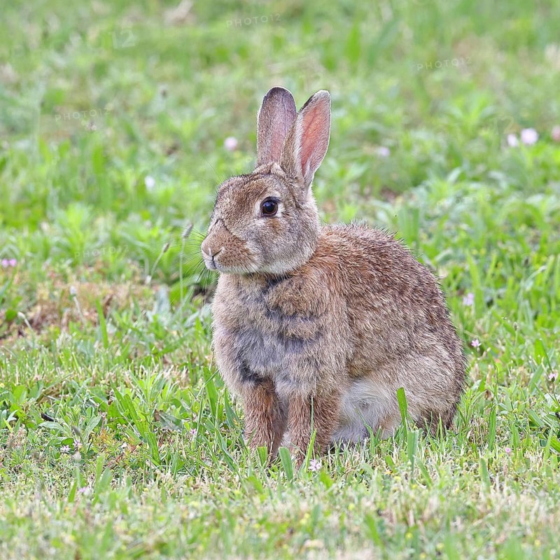 Wild rabbit (Oryctolagus cuniculus), sitting in a meadow, adult, alert, wildlife, animals, rodent, Podersdorf, Lake Neusiedl-Seewinkel National Park, Burgenland, Austria
