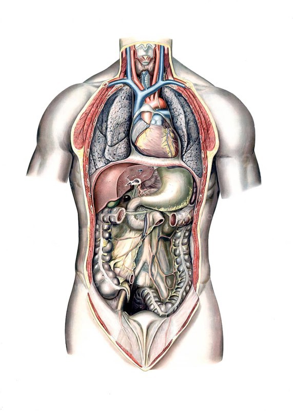 Medical illustration, intestines, internal organs in human chest and abdomen, school picture, authentic reproduction of a school mural, around 1900, exact date unknown, historical