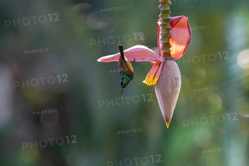 Sunbird, Souimanga Sunbird (Cinnyris souimanga), male, in banana plantation in western Madagascar