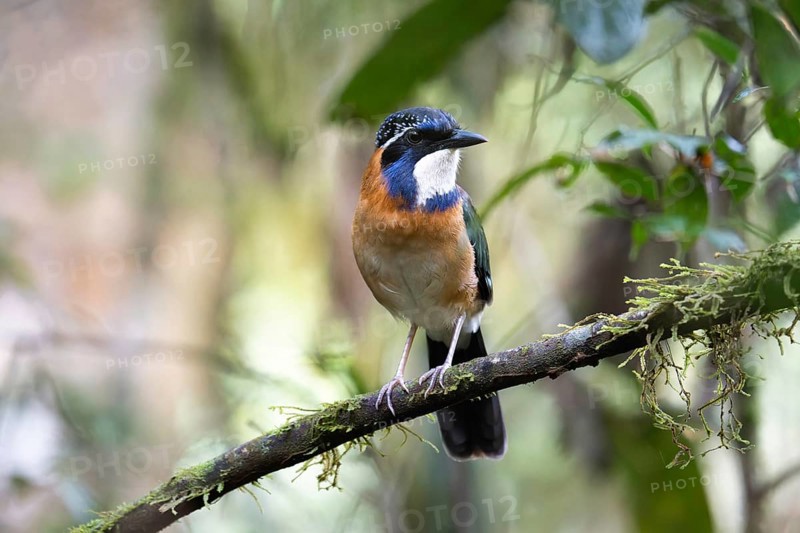 Pitta-Like Ground Roller, Blue-headed Roller (Atelornis pittoides) in the rainforests of eastern Madagascar