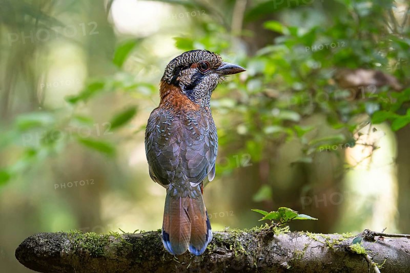 A bird, Scaly Ground Roller (Geobiastes squamigerus) in the rainforests of Mantadia National Park in eastern Madagascar