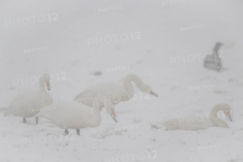 Whooper swans (Cygnus cygnus) and grey geese (Anser anser) in the snow, Emsland, Lower Saxony, Germany