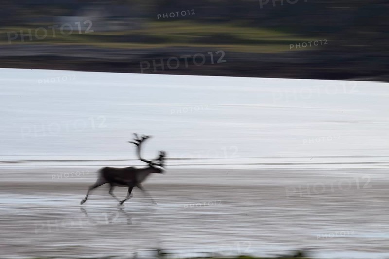 Kiberg, Troms, Norway, Blurred reindeer (Rangifer tarandus) in dynamic movement on the beach of the Barents Sea in a natural landscape