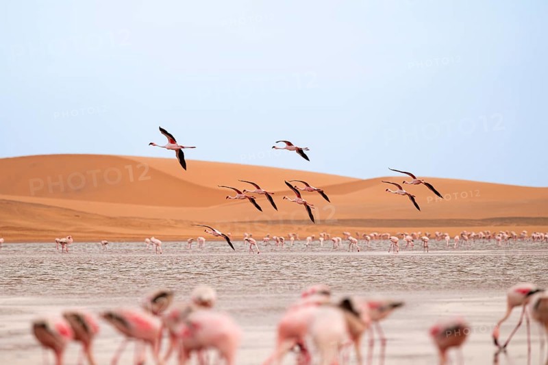 Lesser Flamingos (Phoeniconaias minor) in flight in front of the Namib Desert with lagoon, Walfish Bay, Erongo, Namibia
