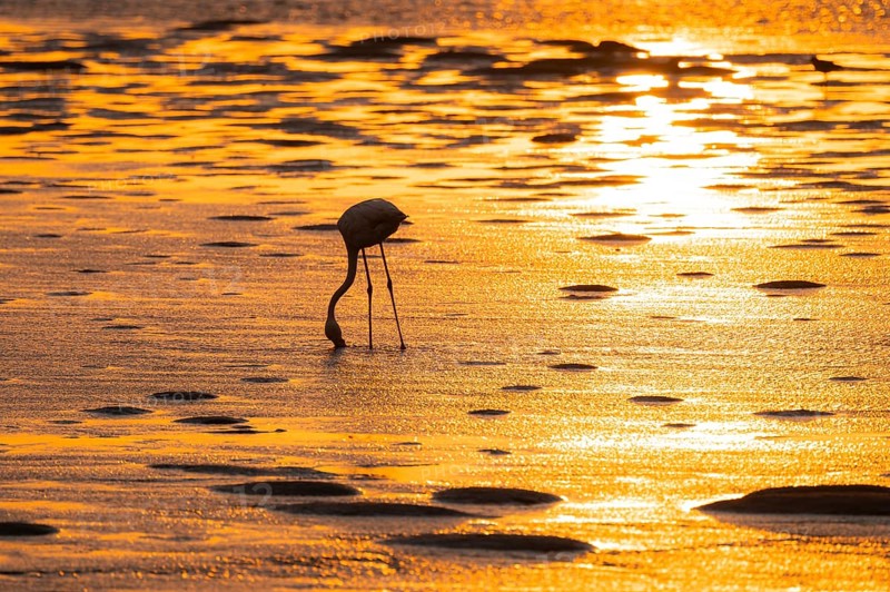 Pink flamingo (Phoenicopterus roseus) against the light, sunset, lagoon at Walfish Bay, Erongo, Namibia
