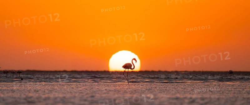 Single pink flamingo (Phoenicopterus roseus) directly in front of the setting sun, backlight, sunset, lagoon at Walfish Bay, Erongo, Namibia