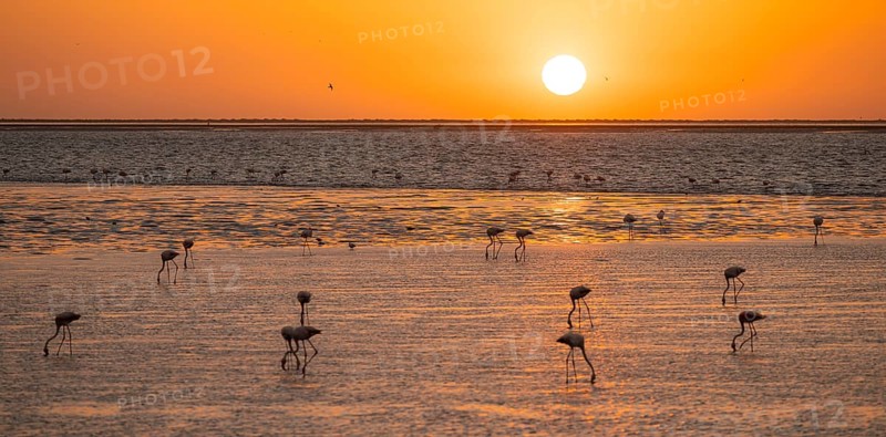 Pink flamingos (Phoenicopterus roseus) against the light, sunset, lagoon at Walfish Bay, Erongo, Namibia
