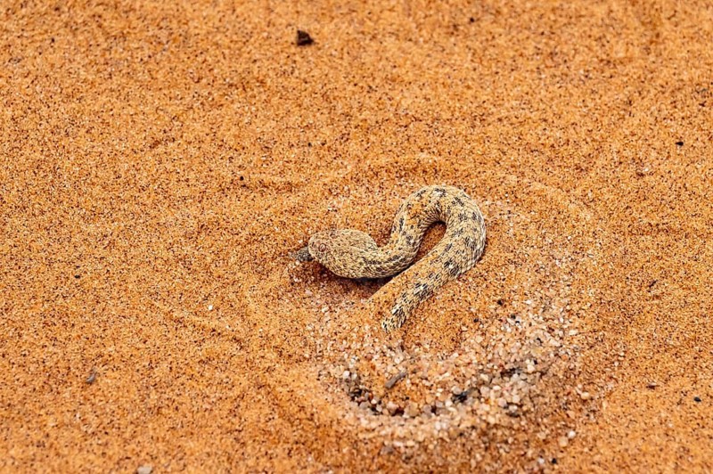Dwarf puff adder (Bitis peringueyi) hiding in the sand, camouflage, Namib Desert, Namibia