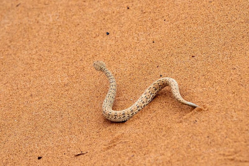 Dwarf puff adder (Bitis peringueyi) in the sand, Namib Desert, Namibia