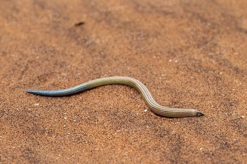 FitzSimon's burrowing skink or short blind dart skink, (Typlacontias brevipes), Namib Desert, Namibia