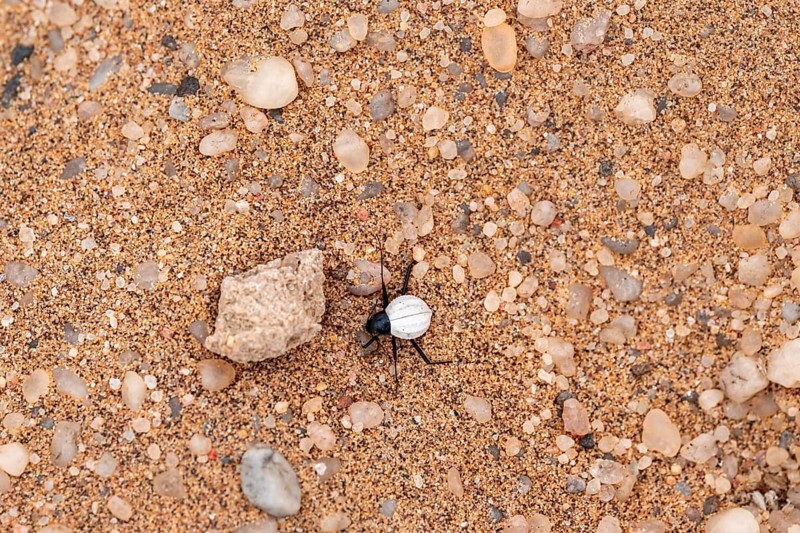 Mist drinker beetle, Tenebrionidae, Onymacris, on sand, Sossusvlei, Namibia