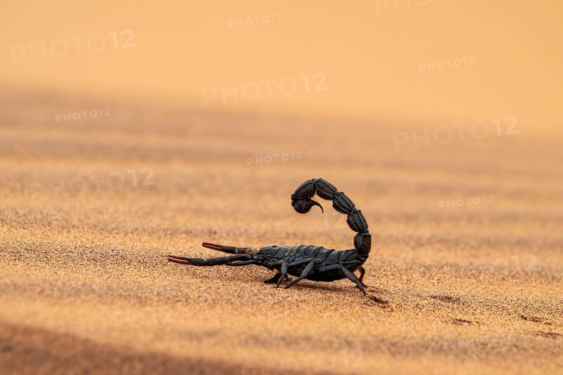 Black scorpion (Parabuthus villosus) running across sand, Namib Desert near Swakopmund, Namibia