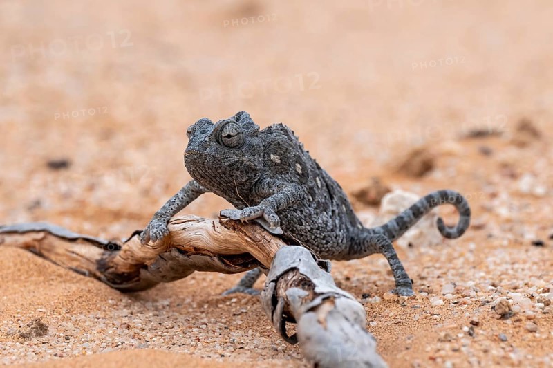 Desert chameleon, Namaqua chameleon (Chamaeleo namaquensis), Namib Desert near Swakopmund, Namibia