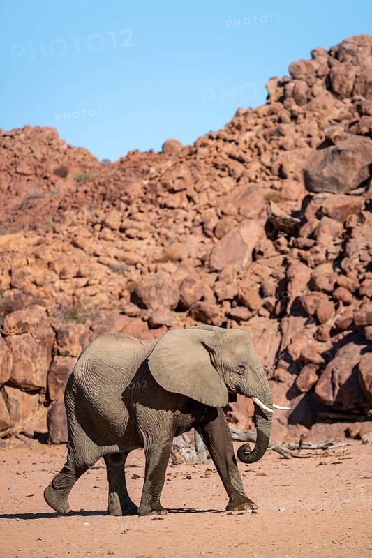 African elephant (Loxodonta africana), desert elephant, riverbed of the Ugab River, Damaraland, Kunene region, Namibia