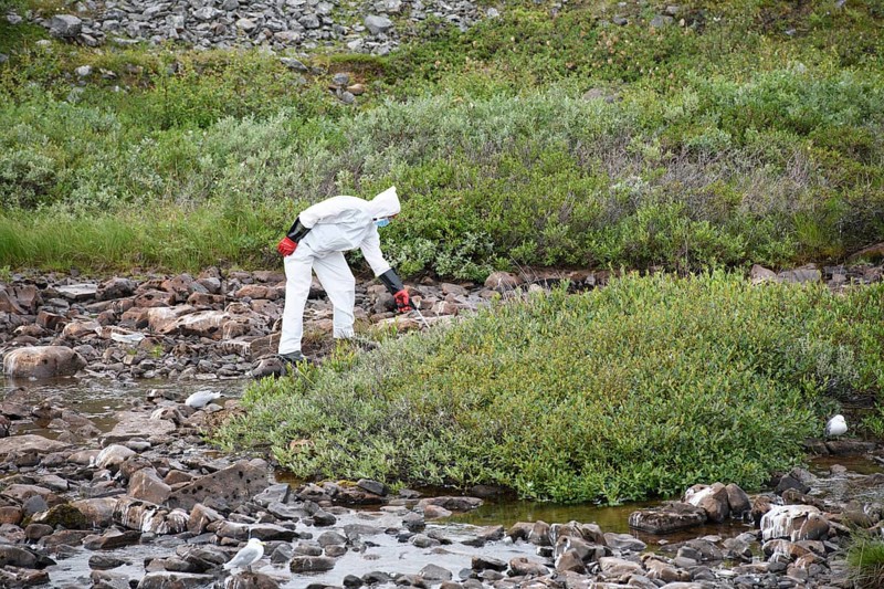 Person in a protective suit, protective mask and goggles picks up a dead kittiwake (Rissa tridactyla) that has died of avian influenza, melancholic atmosphere, Ekeroya, Vadsø, Troms og Finnmark, Norway