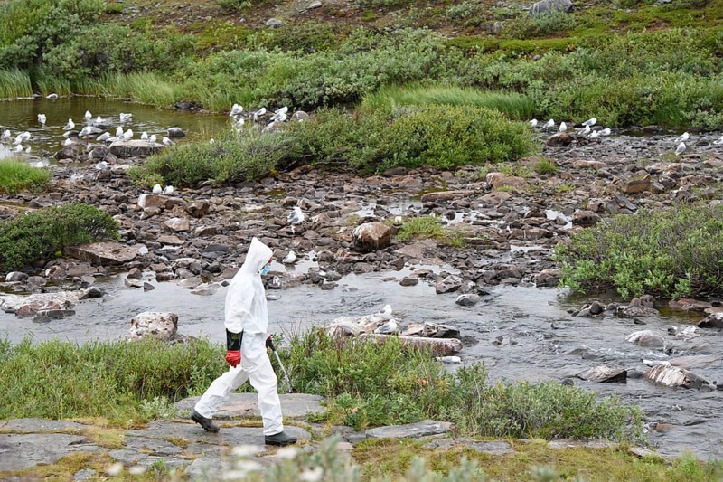 Person in a protective suit, protective mask and goggles looking for dead kittiwakes (Rissa tridactyla) that died of avian influenza, melancholic atmosphere, Ekeroya, Vadsø, Troms og Finnmark, Norway
