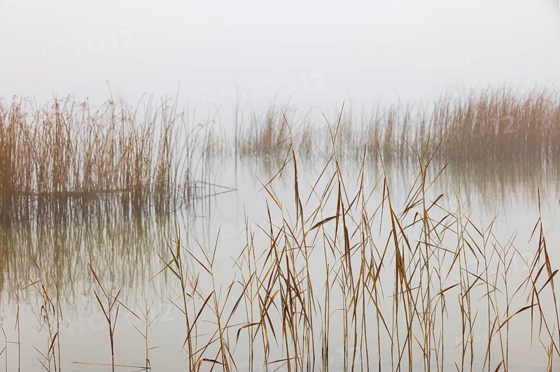 Autumn morning fog on the reed belt on the shores of Lake Mondsee, Salzkammergut, Upper Austria, Austria