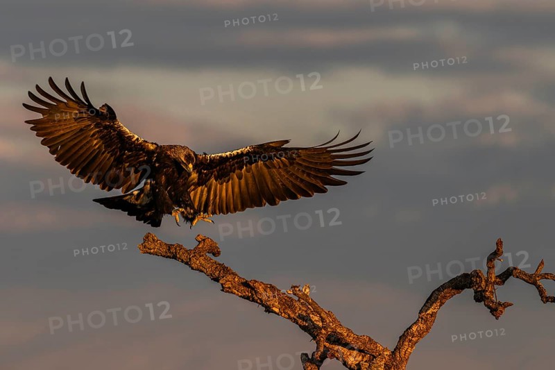 Spanish imperial eagle (Aquila adalberti) Castilla-La Mancha, Spain