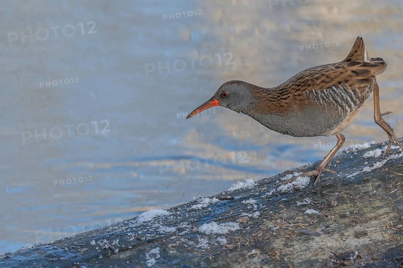 Water Rail (Rallus aquaticus) runs along a branch at the edge of the water in the moor. The sun is shining on the landscape and birds are looking for food