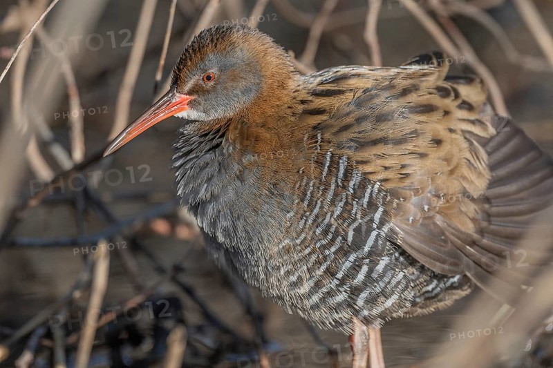 Water Rail (Rallus aquaticus) sits on branches in the swamp. It has grey feathers and stripes. Scene shows reflections of daylight on the water