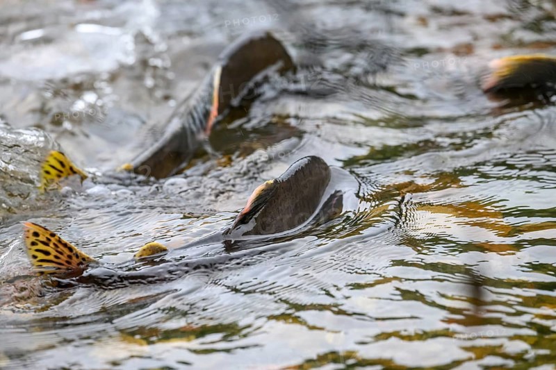 Atlantic salmon (Salmo salar) swimming close to the surface on their spawning migration in a northern Norwegian salmon river Wild river and moving in flowing water, dorsal fins visible in shallow water, Grense Jacobselv, Finnmark, Norway