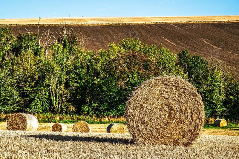 Straw bales in the Scottish fields, Southeast Scotland, UK