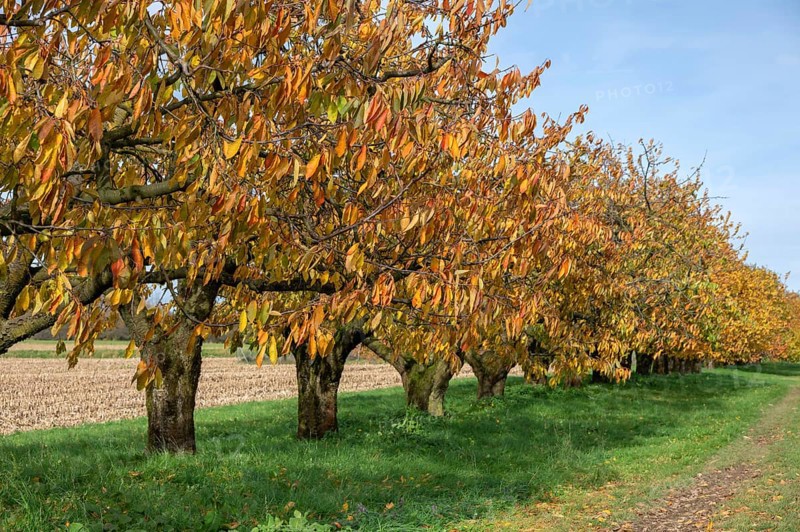 Old cherry trees (Prunus avium) of a plantation in autumn colour, Karsberg, Upper Franconia, Bavaria, Germany