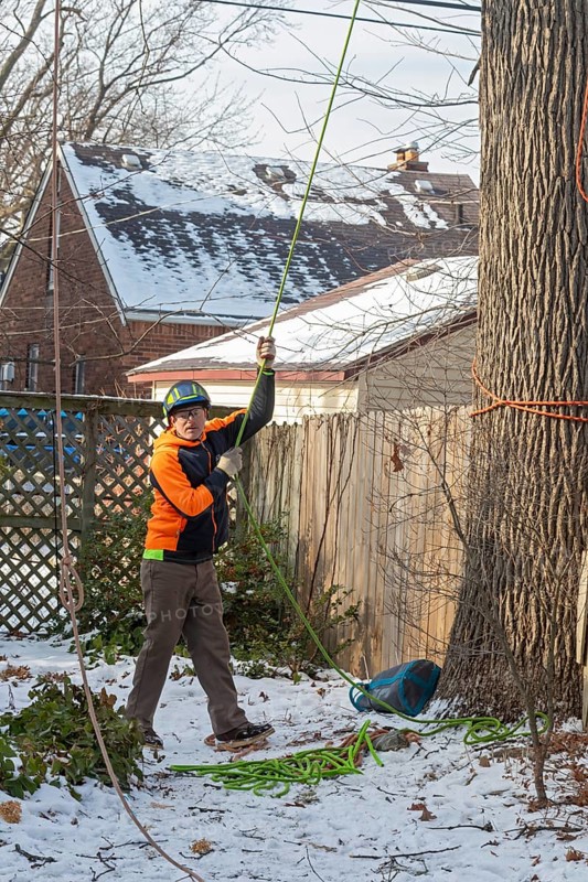 Detroit, Michigan - Members of the Detroit Arborist Collective trim dead branches from a burr oak tree. They also checked for the presence of oak wilt disease