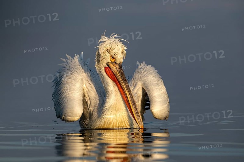 Dalmatian Pelican (Pelecanus crispus), Dalmatian Pelican, swimming, morning light, in its plumage, Lake Kerkini, Greece