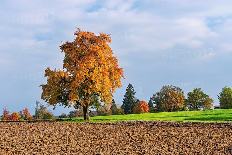 Discoloured pear tree (Pyrus), standing in a meadow, Beinwil, Freiamt, Canton Aargau, Switzerland
