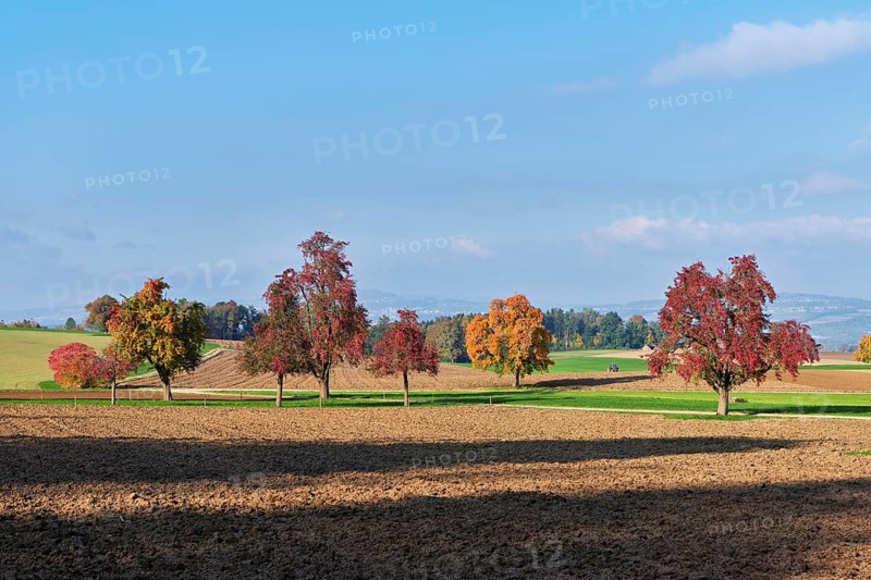 Discoloured pear trees (Pyrus), standing in a meadow, Beinwil, Freiamt, Canton Aargau, Switzerland
