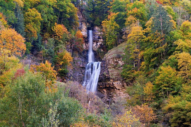 Autumn-coloured sycamore maple (Acer pseudo plantanus), at the Diesbach waterfall, Canton Glarus, Switzerland