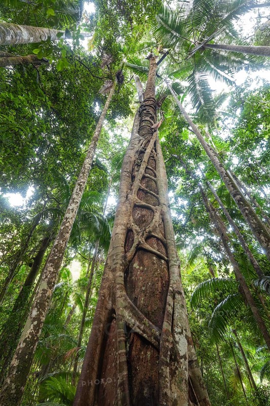 Ancient subtropical Gondwana rainforest with strangler fig at Repentance Creek, Minyon Falls track, New South Wales, Australia