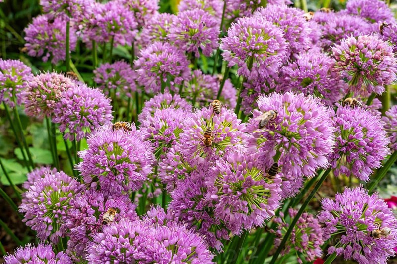 Bees on flowering ornamental leeks (Allium) in a garden