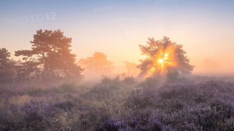 Pine trees in the blooming Mehlinger Heide at sunrise. Fog, fog rays and backlight. Mehlinger Heide Nature Reserve, Mehlingen, Rhineland-Palatinate, Germany