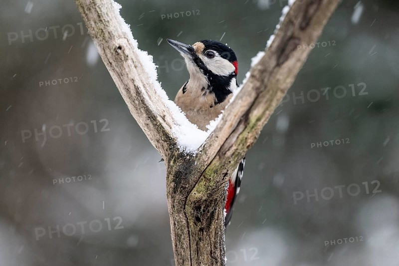 Great spotted woodpecker (Dendrocopos major), Emsland, Lower Saxony, Germany