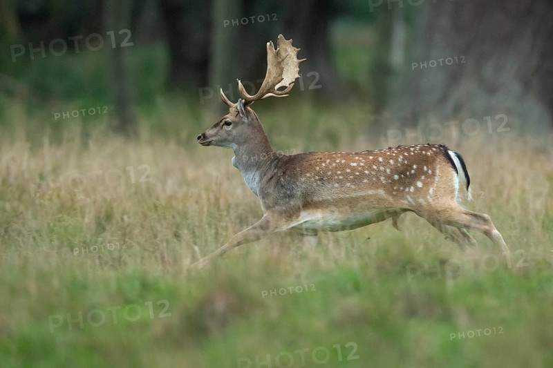 Male fallow deer (dama dama) in the run, Klamptenborg, Copenhagen, Denmark