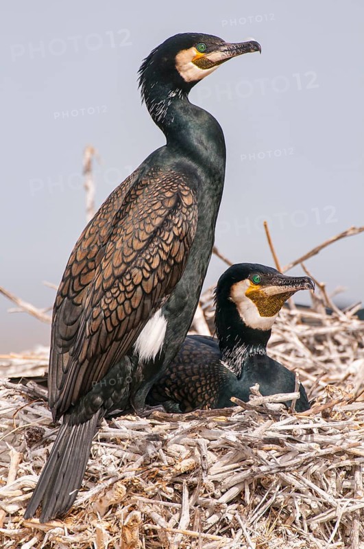 Cormorant (Phalacrocorax carbo) in the breeding colony, Stralsund, Mecklenburg-Western Pomerania, Germany